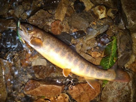 沢を３本釣り上がる ～長良川水系～